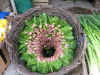 Mugla - Spinach on Display