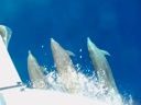 Dolphins at Play